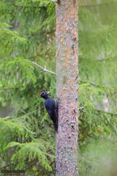 Black Woodpecker  at work