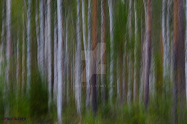 birches, pines, and art