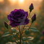 Enchanted Dew: Deep Purple Rose at Sunrise
