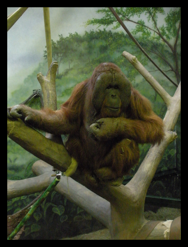 Male Orangutan