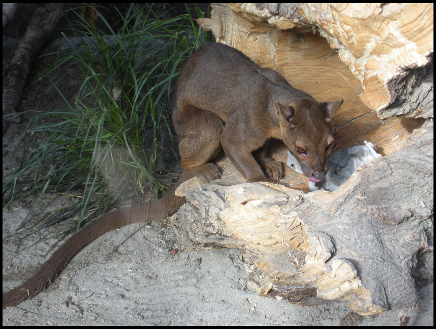 Hungry Fossa