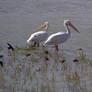 Pelicans and Swallows