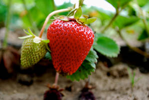 Strawberry Picking