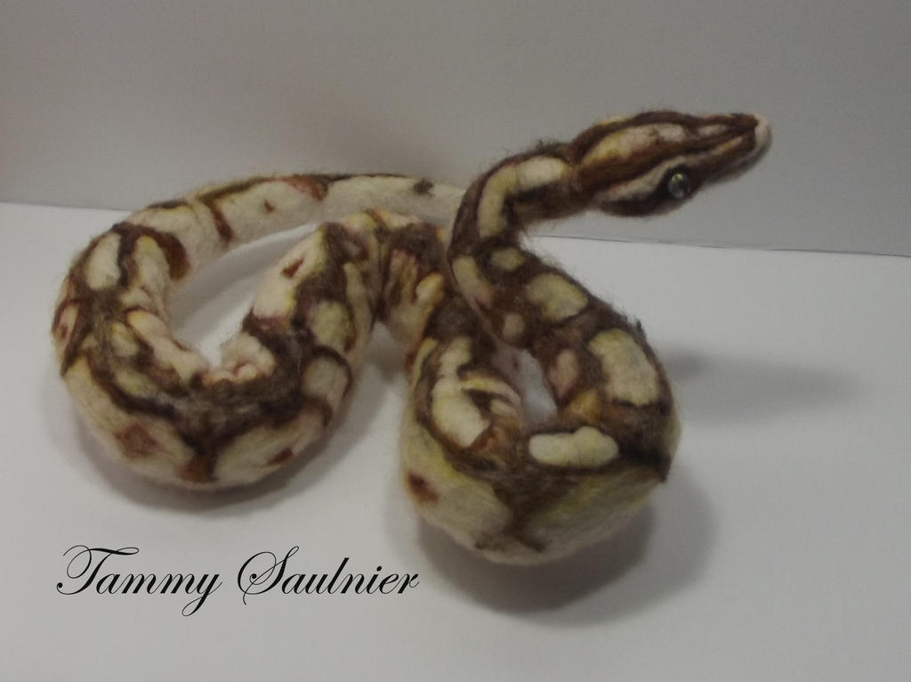 Queen Python Snake Queen Bee Ball Python Queen Bee YB (Female) Dynasty Reptiles