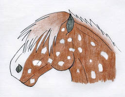 Reverse Appaloosa?