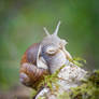 posing snail