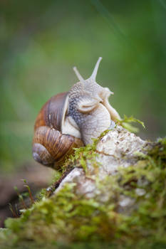 posing snail