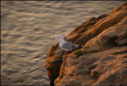 In the Sea