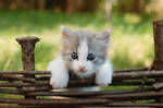 cool kitten by NaViGa7or