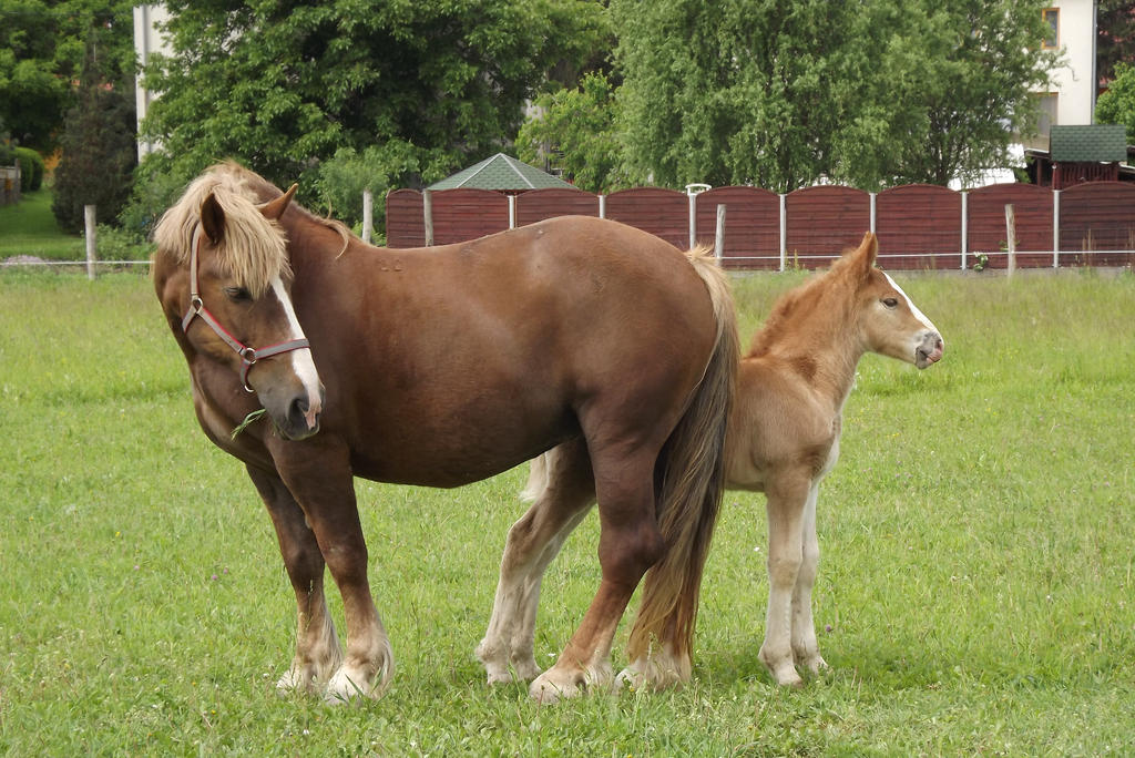 Newborn filly 14 by csandrea on DeviantArt