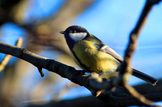 Great tit 2