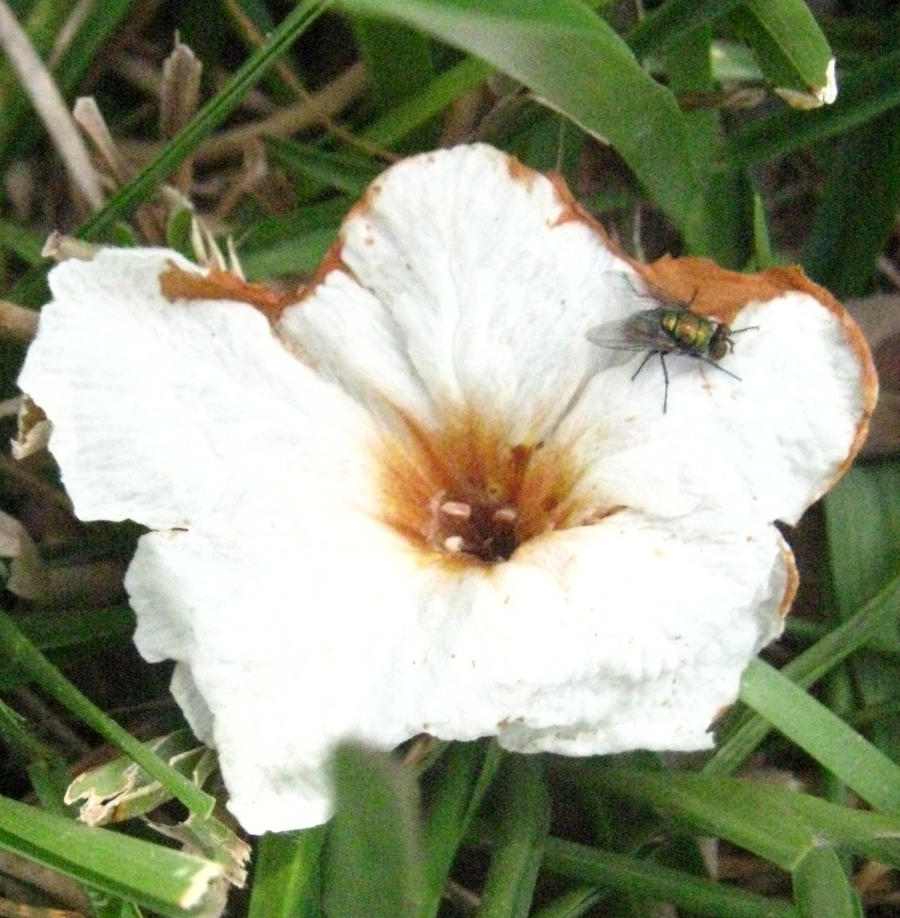 Flower With Fly