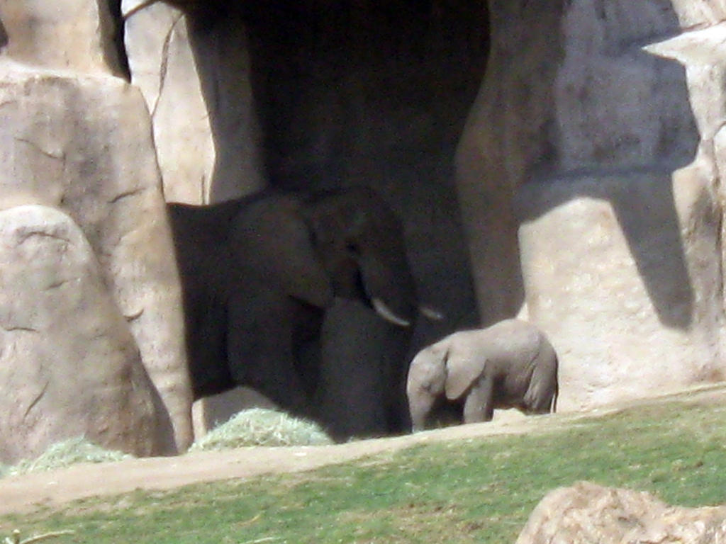 Elephant 9