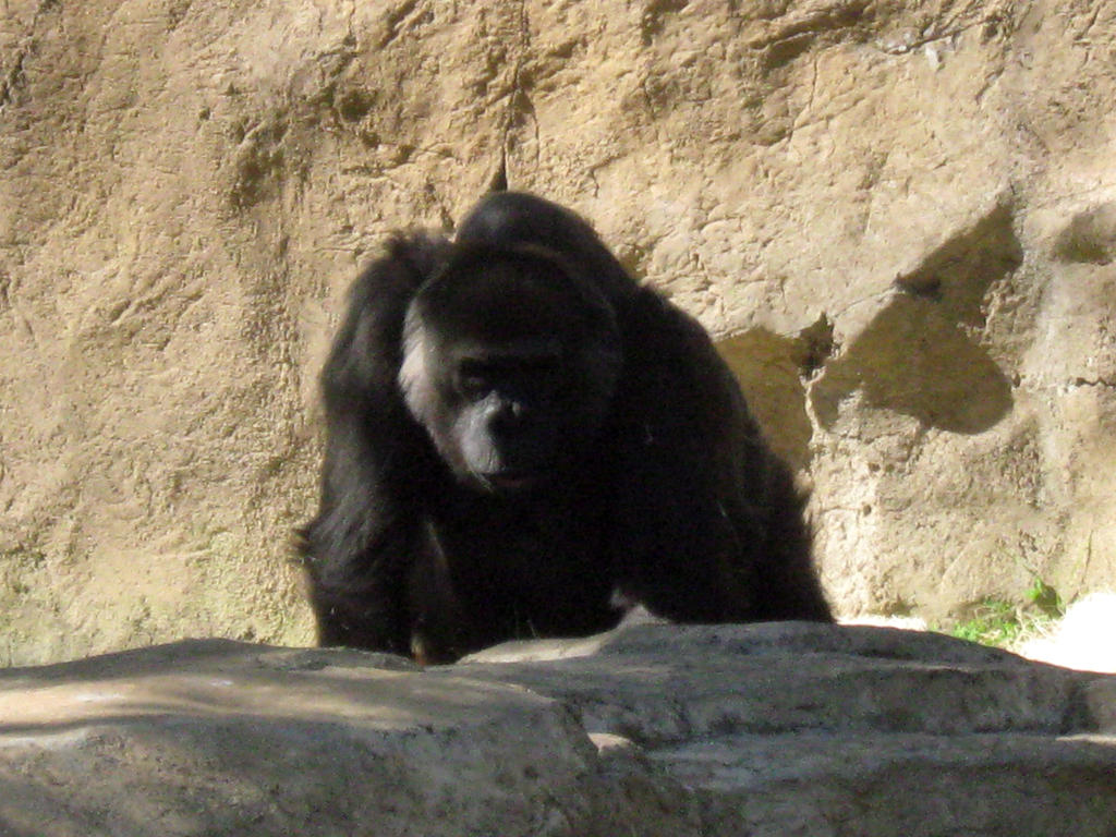 Gorilla 19