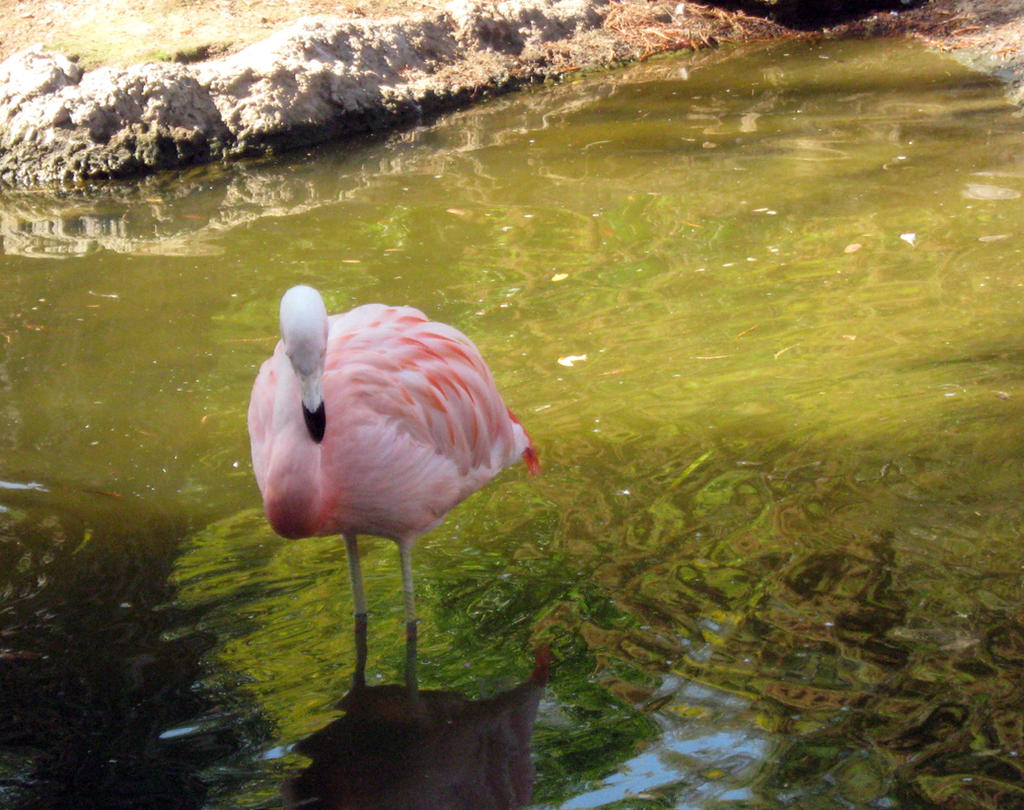 Flamingo 9