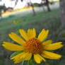 Yellow Wildflower