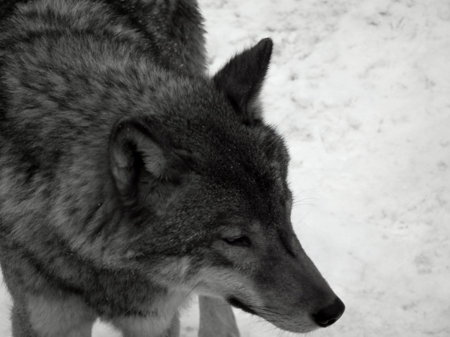 Woelfe im Zoo Hirscheld V