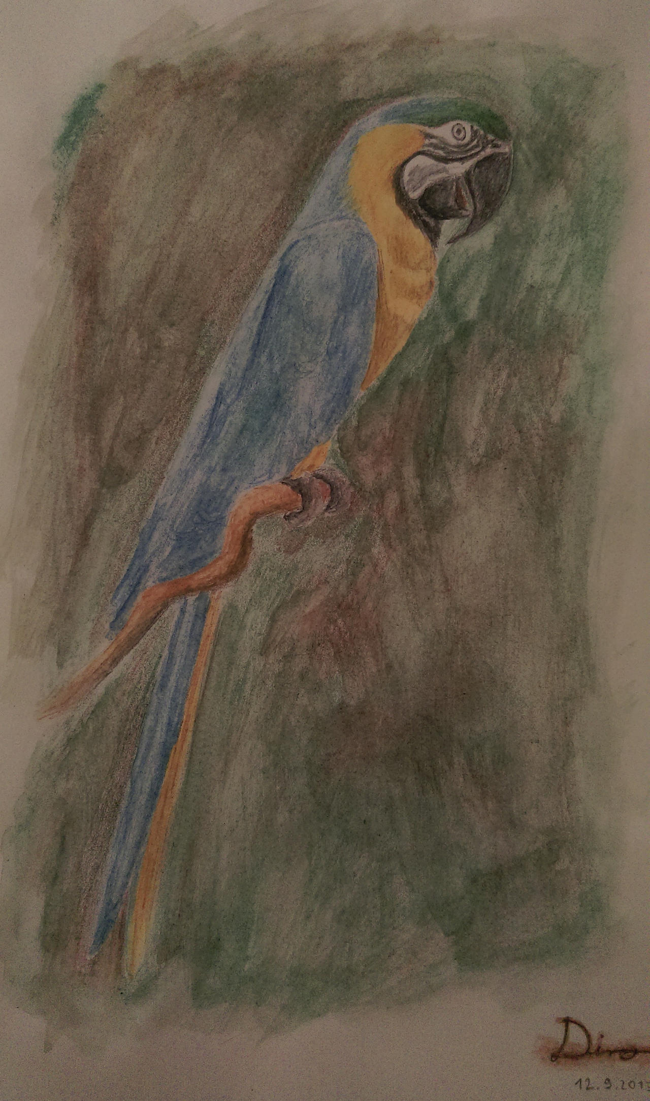 Blue and Yellow Macaw