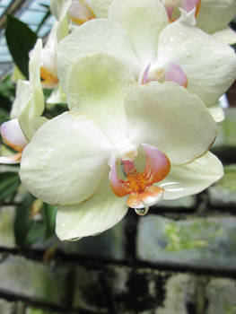 Watered Orchid