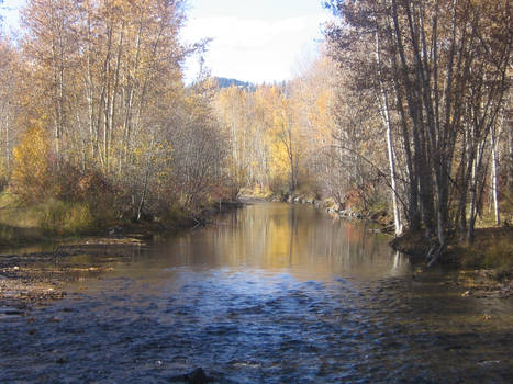 The River Between the Trees