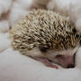 Comfy Prickles