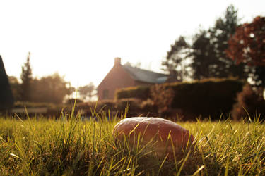 Sandwich in my garden