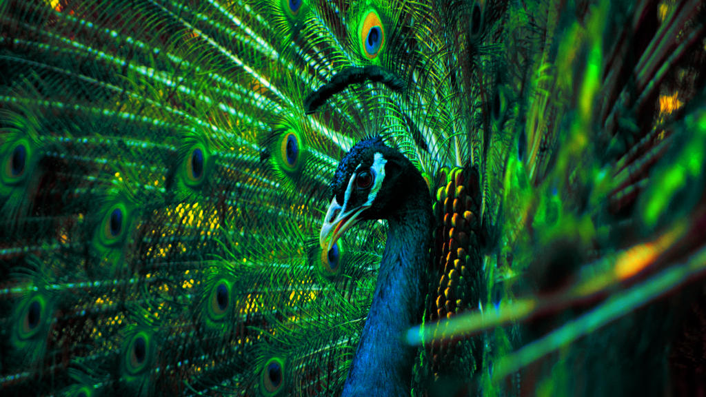 Radioactive Peacock