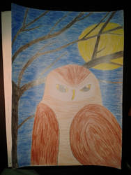 Owl with tree colored