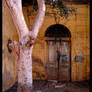 Door with tree in Cairo