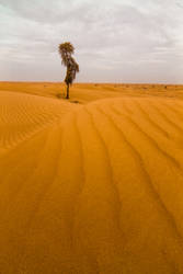 Dubai Desert