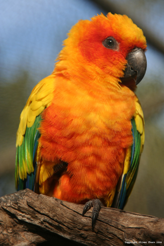 Parrot