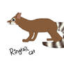 Ringtail Cat