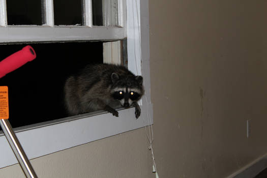 Raccoon trying to sneak in