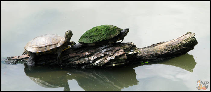 Chilling Turtles