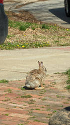 Big Rabbit hopping around 