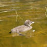 Baby loon in clear water