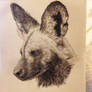 African Wild Dog Portrait