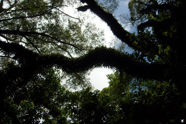 Rainforest Silhouette