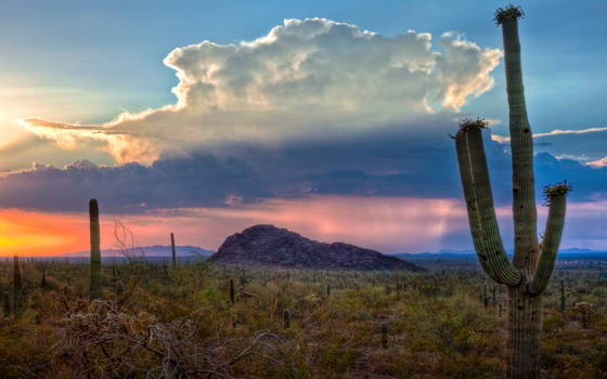 Arizona Sunset