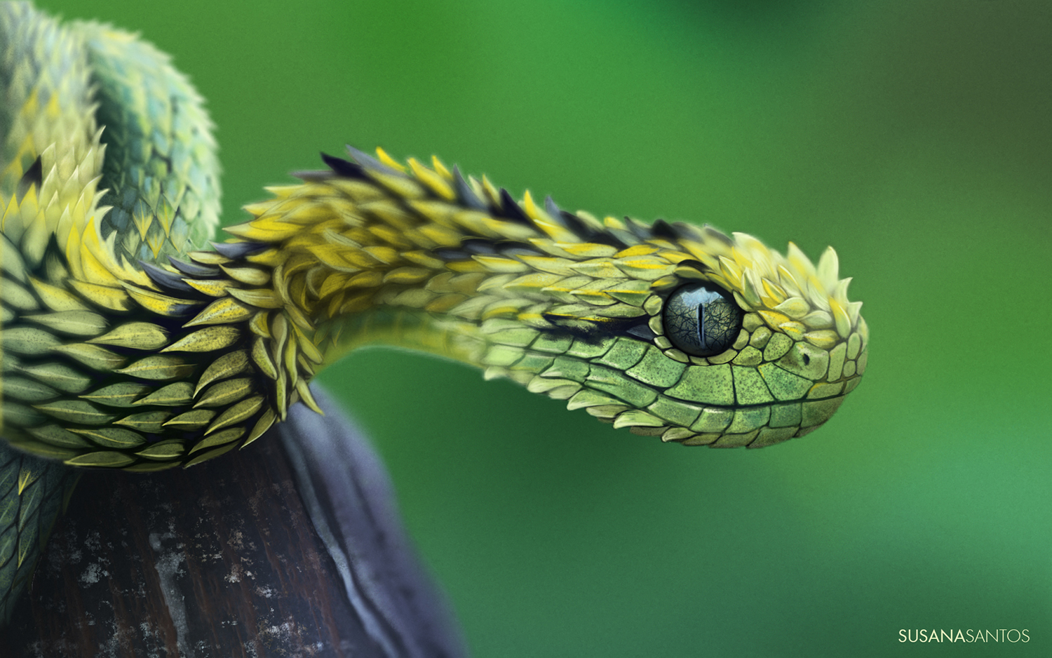 Bush Viper Study - Digital Painting