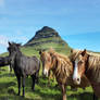 Kirkjufell Icelandic Horses