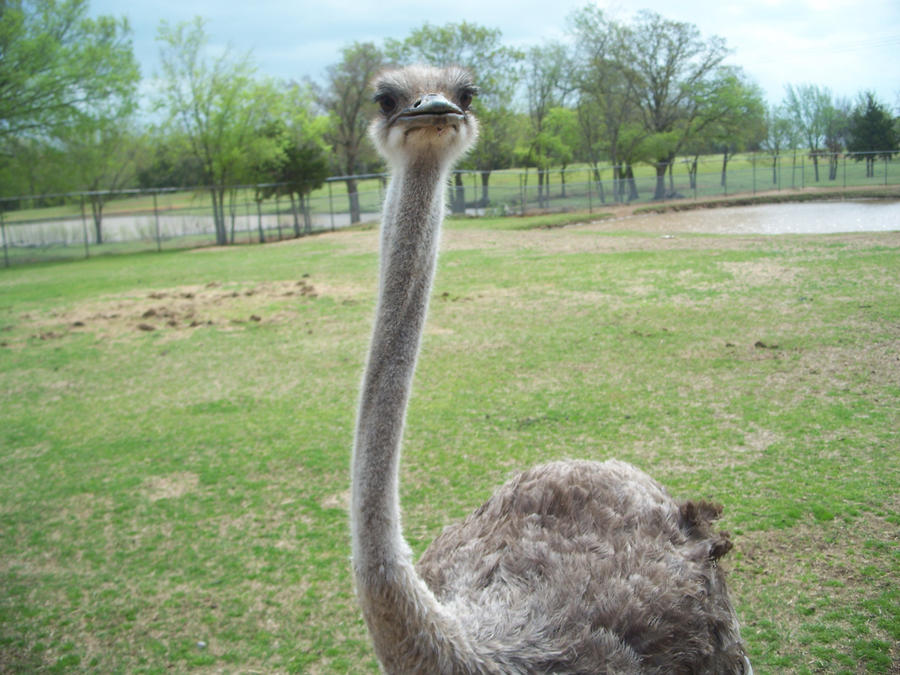 Ostrich saw what you did thar