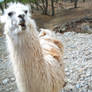 DurrHurr Llama