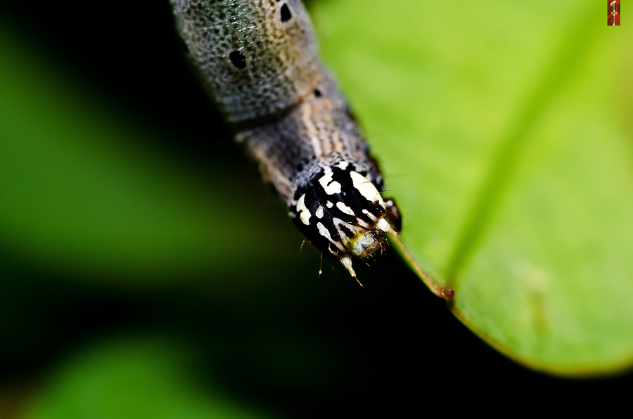 Lepidoptera III