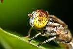 Eristalis Tenax II by myemptybliss