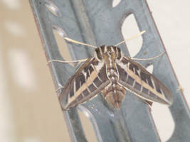 White-Lined Sphinx