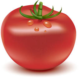 Tomato