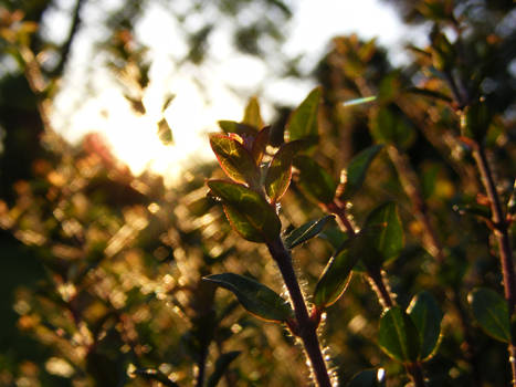 Golden Plants