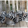 Lemurzzzzz