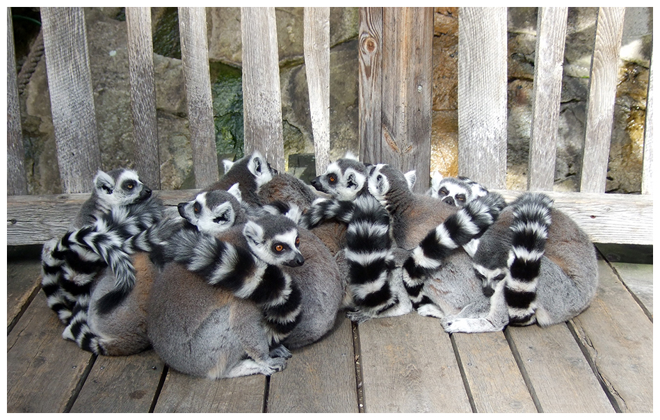 Lemurzzzzz